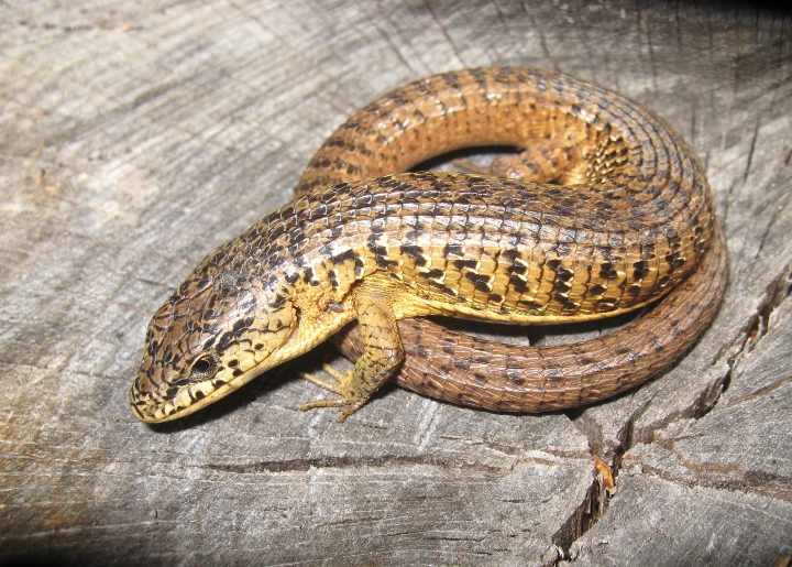 Northern Alligator Lizard